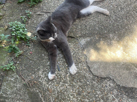 Kittens for sale