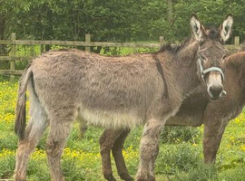 Grey Jenny donkey for sale