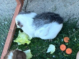 Female guinea pigs