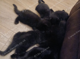 Kittens