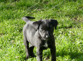 Labrador x collie puppies for sale
