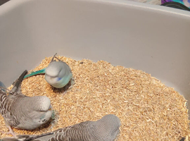 Young budgies for homing
