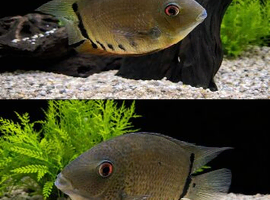 2x Green severum (pair)