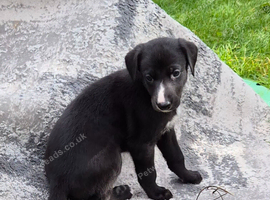 1 LEFT! READY NOW! Collie/Whippet/Grey Lurcher Puppies