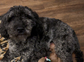 *READY TO GO!* Cutest Labradoodle Pups