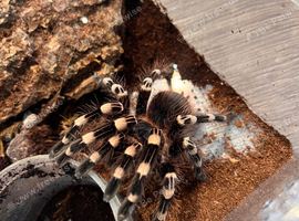 Small list of tarantulas