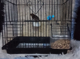 goldfinch mule
