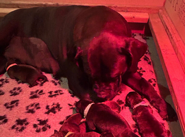 Cane Corso x Dogue de Bordeaux stunning litter of 9