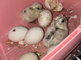 Silkie/bantam mix