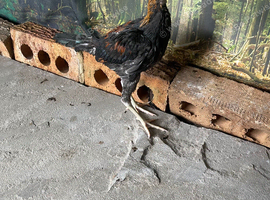 5 Modern game bantams