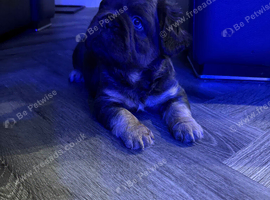Chocolate Male Fluffy French Bulldog