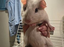 Male guinea pig