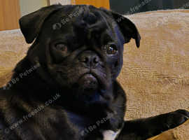 2 yr old Black Pug for stud