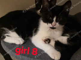 Beautiful kittens for sale looking for foreverr loving homes