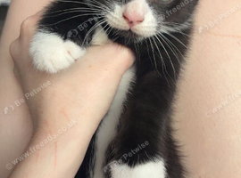 Kittens looking for there forever home