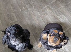 King charles cavalier male and Cocker Spaniel Female