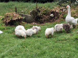 EMBDEN GOSLINGS