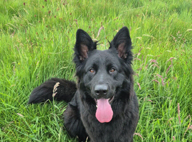 KC Black gsd