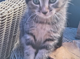 Female tabby