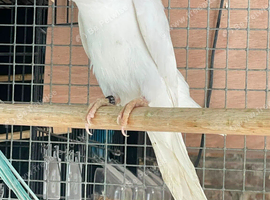 Stunning Ring necks