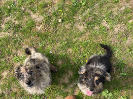 2 stunning German Shepherd cross poodle