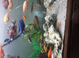 6 clown loaches also a fully grown Red tail shark