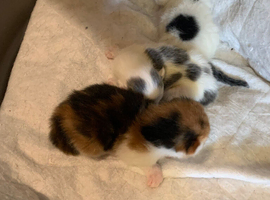 3 gorgeous kittens