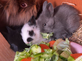 2 Lionhead Baby Rabbits