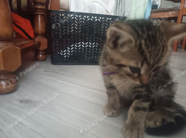 one lovely tabby boy