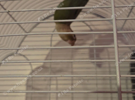 Conure pair for sale
