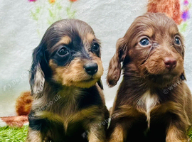 Long haired miniature dachshunds