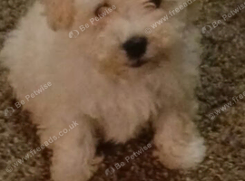 Pup