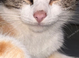 Ragdoll cross