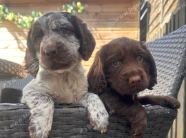 Beautiful cocker spaniel puppy&rsquo;s