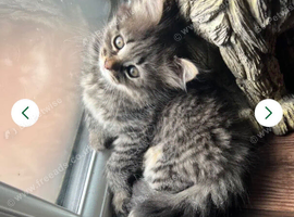 Stunning Siberian beauty