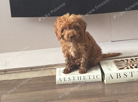 Female cockapoo