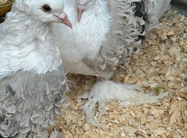 Canaries, Finches, Pigeons, Chicken