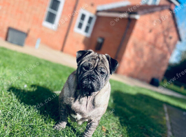 Free rehome