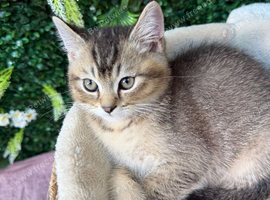 British Shorthair Kittens.
