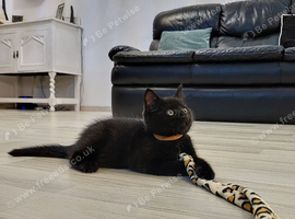 1 Maine Coon X kitten left!