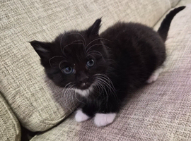 rehoming lovely kittens