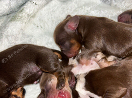 6 beautiful min dachshund puppies
