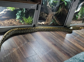 Female hypo caramel burmese python
