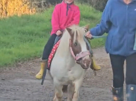 Shetland mare