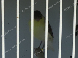 Irish fancy canaries for sale. Goldfinch mules and Siskin mules also for sale