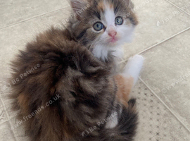 beautiful torbie fluffy kitty