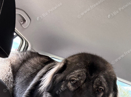 Caucasian shepherd