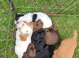 Cocker spaniel puppies