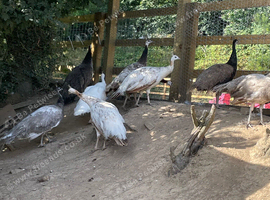 Mixture of different coloured peafowl