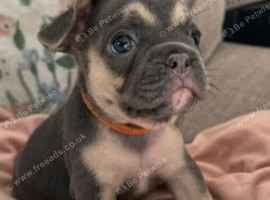 Kc Reg French bulldog puppy
